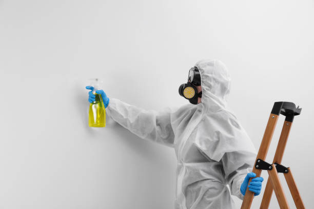 Best Water Damage & Mold Remediation in USA